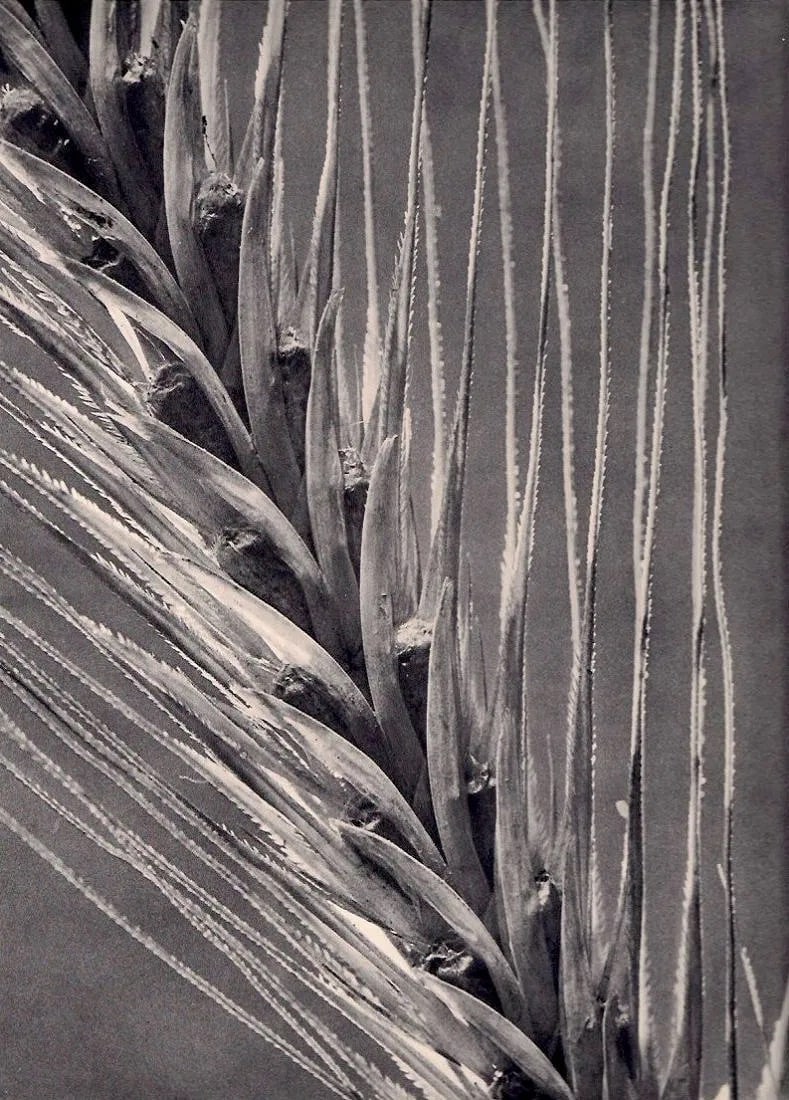 Heinrich Heidersberger (German, 1906-2006) Print: Heinrich Heidersberger (German, 1906-2006) Print. Epi de Seigle. Printed in 1939. 9.00 x 11.00 inches Not hand-signed unless otherwise stated. Photomechanical Print. Lots that contain nudity have