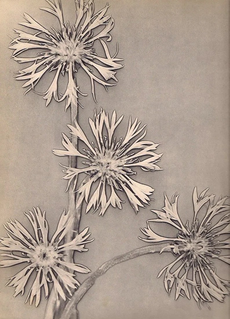 Charles Hurault Print: Charles Hurault Print. Bleuets-Solarisation. Printed in 1935. 9.00 x 11.00 inches Not hand-signed unless otherwise stated. Photomechanical Print. Lots that contain nudity have been partially obscured