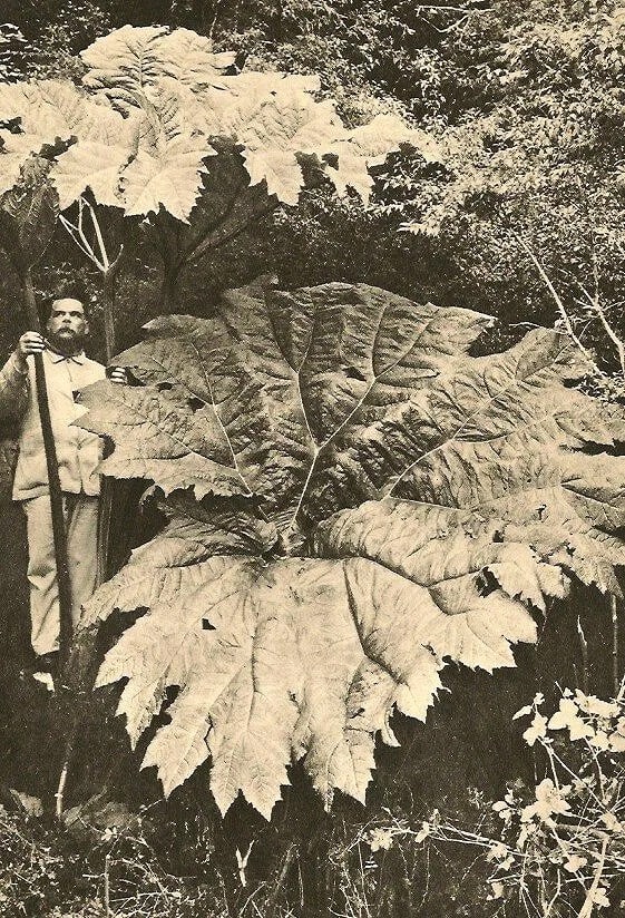 Martin Gusinde (Austrian, 1886-1969) Print: Martin Gusinde (Austrian, 1886-1969) Print. Leaf of Gunnera Chilensis. Printed in 1931. 5.50 x 8.25 inches. Not hand-signed unless otherwise stated. Photomechanical Print. Lots that contain nudity