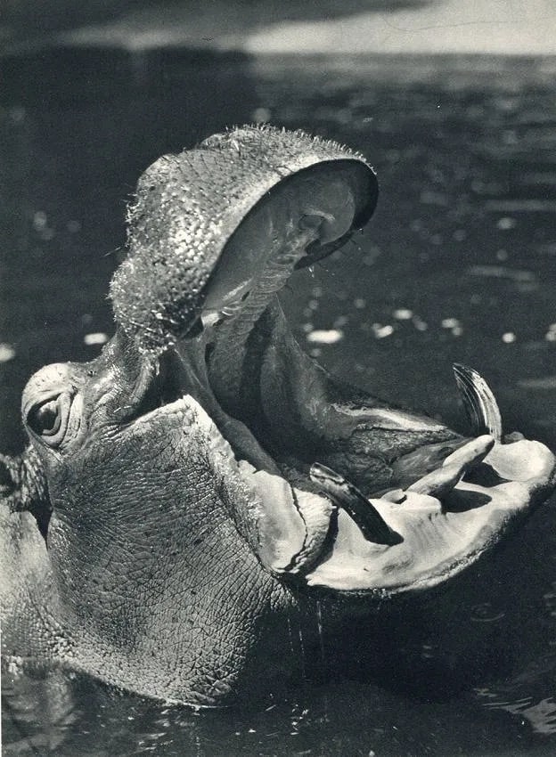Julius Arnfeld Print: Julius Arnfeld Print. Hippo. Printed in 1935. 7.00 x 9.00 inches. Not hand-signed unless otherwise stated. Photomechanical Print. Lots that contain nudity have been partially obscured in the listing;