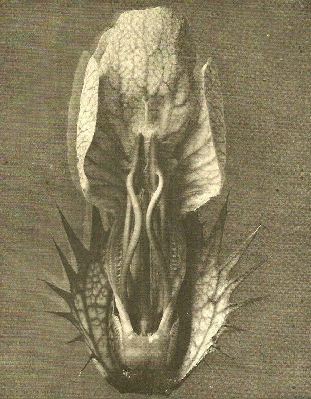 Karl Blossfeldt (German, 1865-1932): Karl Blossfeldt (German, 1865-1932) Print. Barnklaublute. Printed in 1931. 6.00 x 8.00 inches. Not hand-signed unless otherwise stated. Photomechanical Print. Lots that contain nudity have been