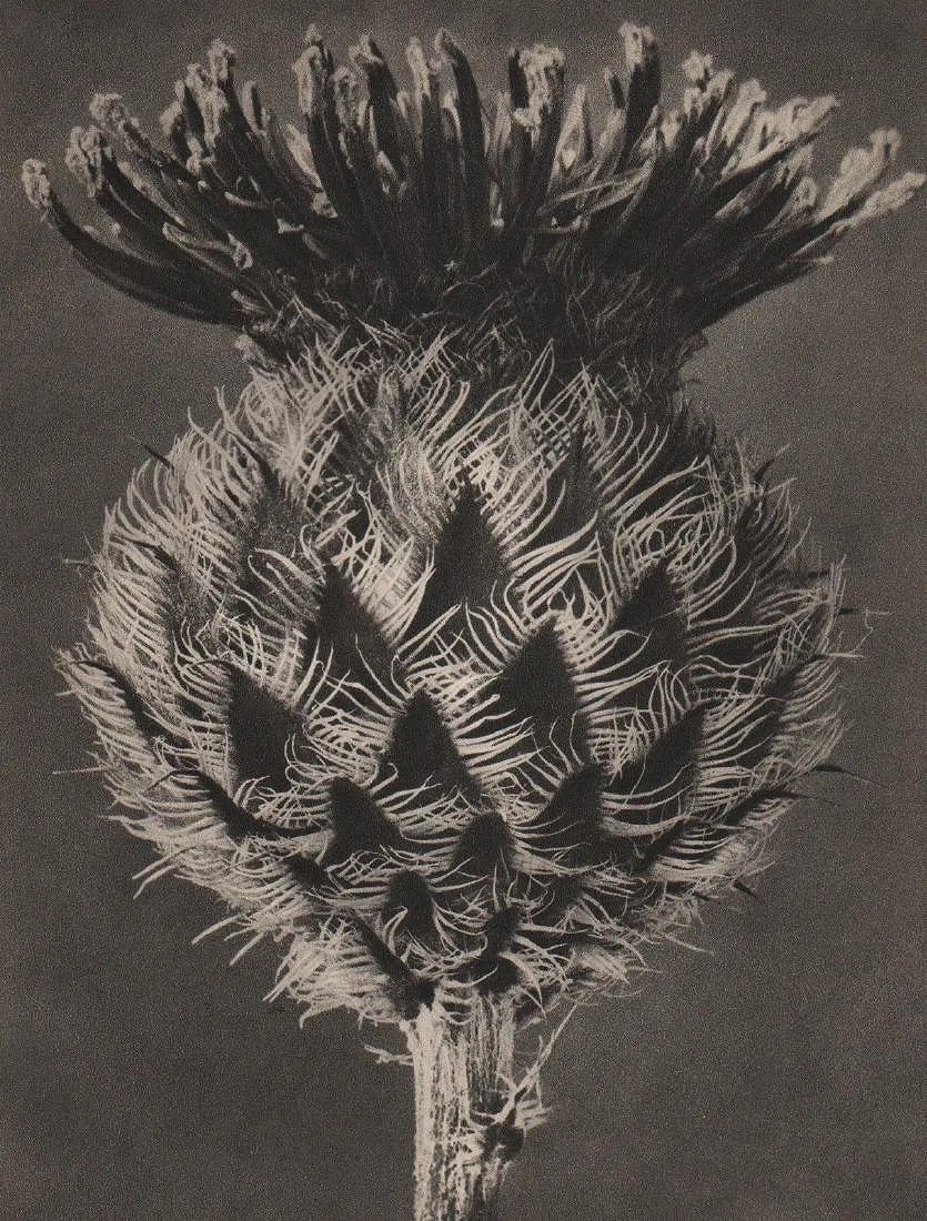 Karl Blossfeldt (German, 1865-1932) Print: Karl Blossfeldt (German, 1865-1932) Print. Centaurea Kotshyana. Printed in 1932, Germany. 8.50 x 11.00 inches. Photogravure. Not hand-signed unless otherwise stated. Photomechanical Print. Lots that