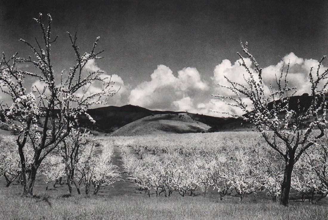 Ansel Adams (American, 1902-1984) Print: Ansel Adams (American, 1902-1984) Print. Orchard, Santa Clara, California. Printed in 1960, USA. 6.00 x 9.00 inches. Photogravure and Color Co, New York City. Not hand-signed unless otherwise stated.