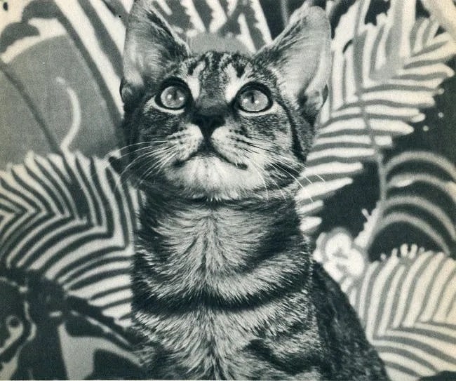 Estelle Campbell Print: Estelle Campbell Print. Cat. Printed in 1936. 8.00 x 7.00 inches. Not hand-signed unless otherwise stated. Photomechanical Print. Lots that contain nudity have been partially obscured in the listing;