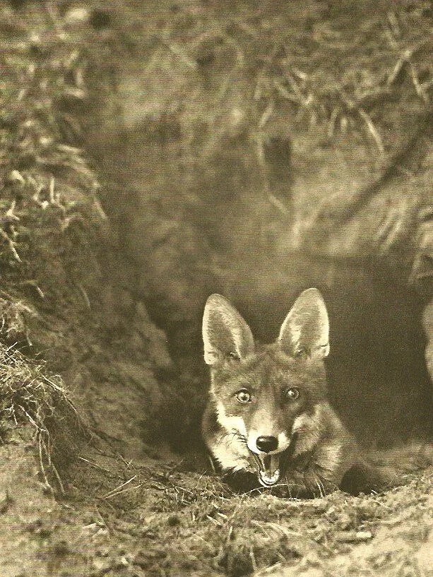 Hermann Fischer Print: Hermann Fischer Print. Alter Fuchs Vor Seinem Bau. Printed in 1931. 6.00 x 8.00 inches. Not hand-signed unless otherwise stated. Photomechanical Print. Lots that contain nudity have been partially