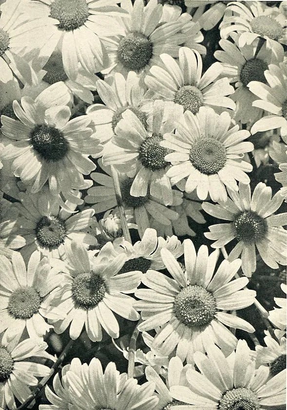 Dr. A Grabner Print: Dr. A Grabner Print. One-Eye Daisies. Printed in 1932. 6.00 x 8.00 inches. Not hand-signed unless otherwise stated. Photomechanical Print. Lots that contain nudity have been partially obscured in the