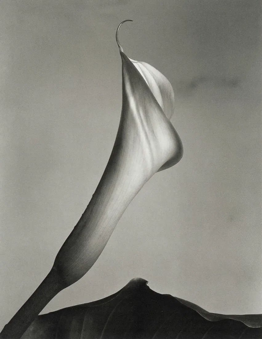 Imogen Cunningham (American, 1883-1976) Print (1 of 1)