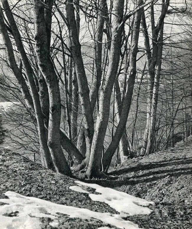 Fritz Kuhn (German, 1896-1951) Print: Fritz Kuhn (German, 1896-1951) Print. Trees. Printed in 1952. 7.5" x 8.5" round inches