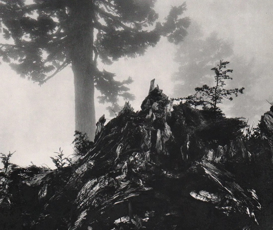 Ansel Adams (American, 1902-1984) Print: Ansel Adams (American, 1902-1984) Print. Stump and Mist, Cascades, Washington. Printed in 1960, USA. 8.00 x 10.00 inches. Photogravure and Color Co. Not hand-signed unless otherwise stated.