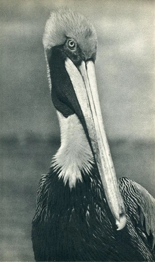 C. L. Smith Print: C. L. Smith Print. Pelican. Printed in 1936. 8.00 x 11.00 inches. Not hand-signed unless otherwise stated. Photomechanical Print. Lots that contain nudity have been partially obscured in the listing; 