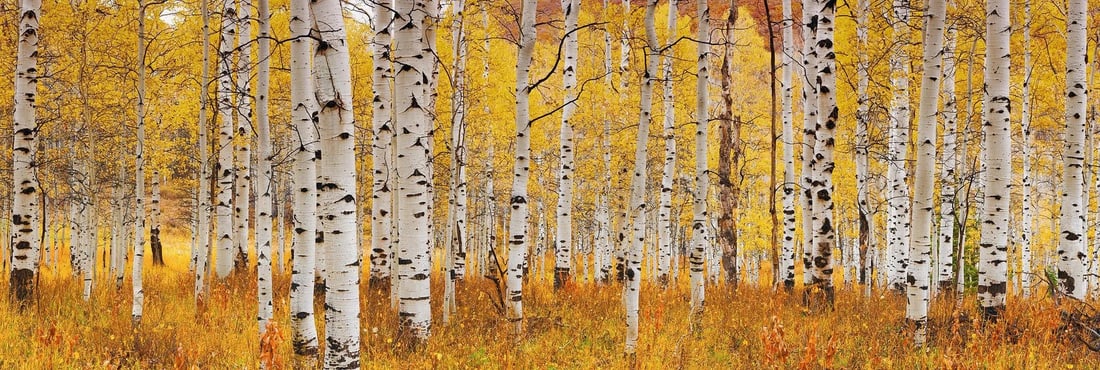 Peter Lik (Australian, b. 1959) Photograph (1 of 1)