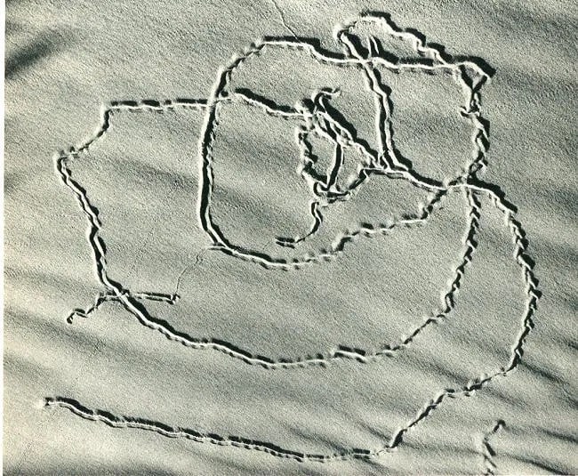 Edward Weston (American, 1886-1958) Print: Edward Weston (American, 1886-1958) Print. Bug Tracks on Sand. Printed in 1936. 7.50 x 6.00 inches. Not hand-signed unless otherwise stated. Photomechanical Print. Lots that contain nudity have been
