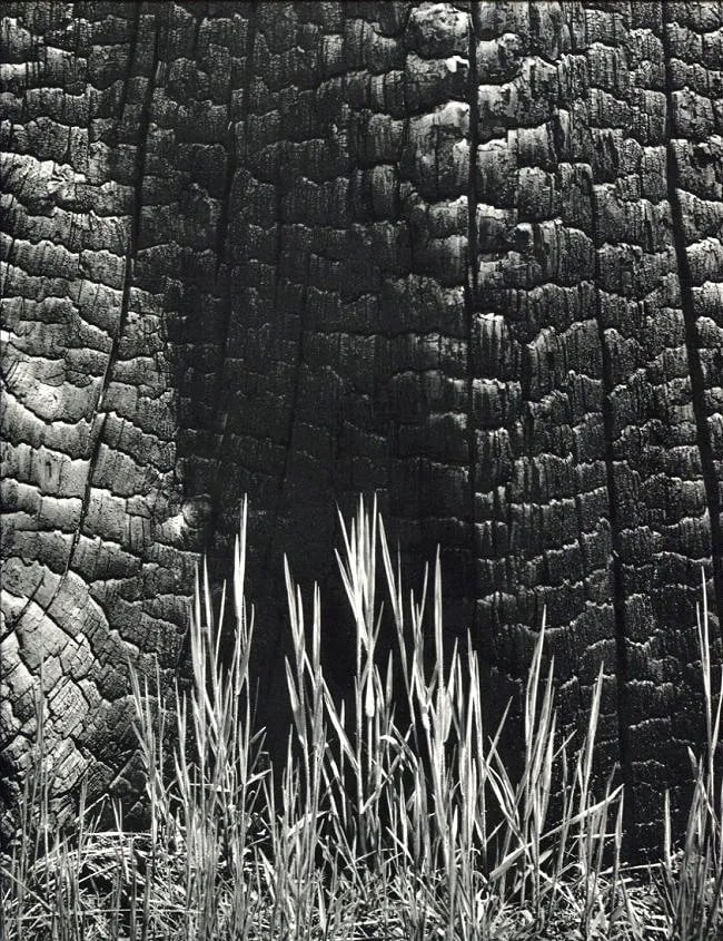 Ansel Adams (American, 1902- 1984) Print: Ansel Adams (American, 1902- 1984) Print. Burnt Stump, Sierra NV. Printed in 1960. 9.00 x 12.00 inches. Not hand-signed unless otherwise stated. Photomechanical Print. Lots that contain nudity have