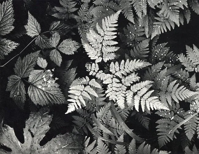 Ansel Adams (American, 1902- 1984) Print: Ansel Adams (American, 1902- 1984) Print. Ferns in rain, Mt Rainier. Printed in 1960. 9.00 x 7.00 inches. Not hand-signed unless otherwise stated. Photomechanical Print. Lots that contain nudity have