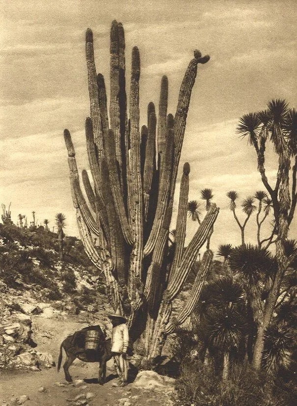 Hugo Brehme (German, 1882-1954) Print (1 of 1)