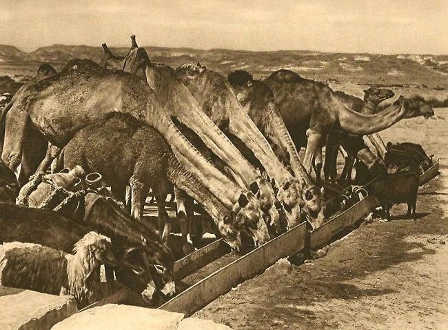 Karl Grober (German, 1885-1945) Print: Karl Grober (German, 1885-1945) Print. Camels. Printed in 1925. 8.25 x 6.00 inches. Not hand-signed unless otherwise stated. Photomechanical Print. Lots that contain nudity have been partially