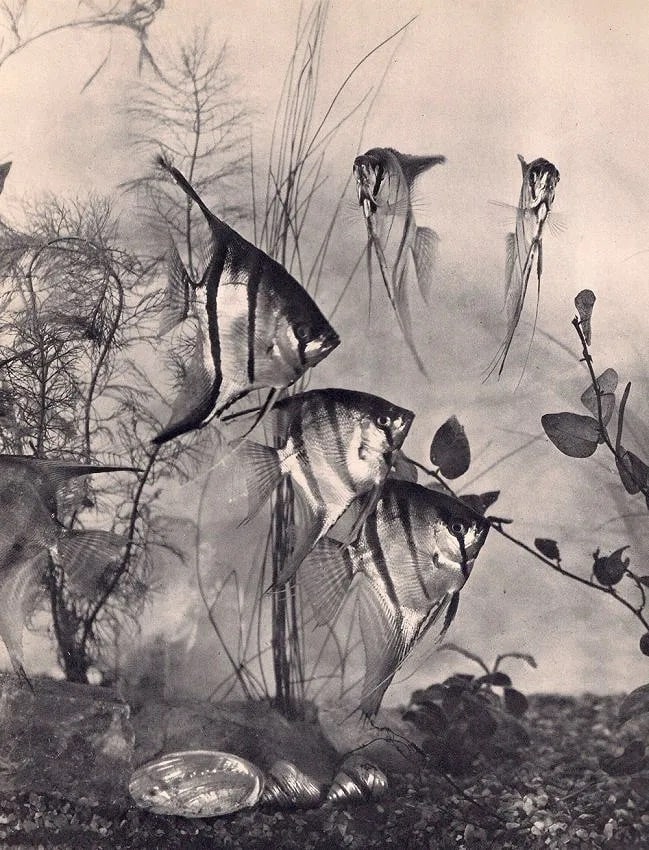 Henri Lacheroy (French, 1884-1960) Print: Henri Lacheroy (French, 1884-1960) Print. Angel Fish. Printed in 1932. 7.00 x 9.00 inches. Not hand-signed unless otherwise stated. Photomechanical Print. Lots that contain nudity have been partially 