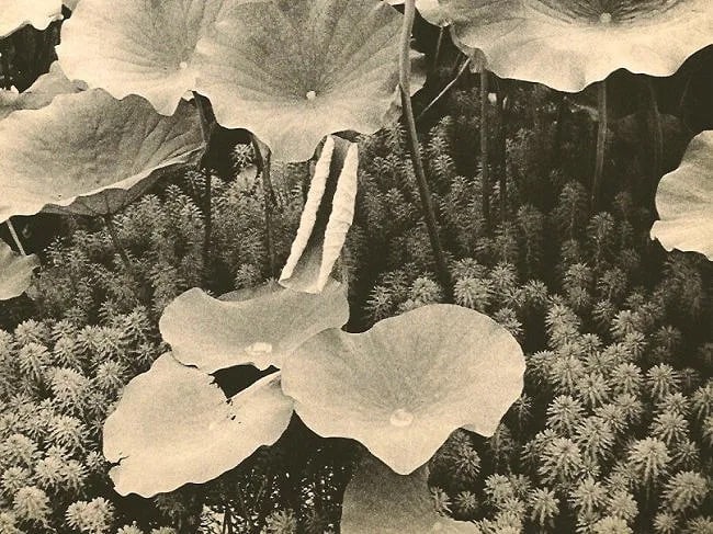 Kiyoshi Nishiyama (Japanese, 1893-1983) Print: Kiyoshi Nishiyama (Japanese, 1893-1983) Print. Lotus plants. Printed in 1960. 8.00 x 6.00 inches. Not hand-signed unless otherwise stated. Photomechanical Print. Lots that contain nudity have been