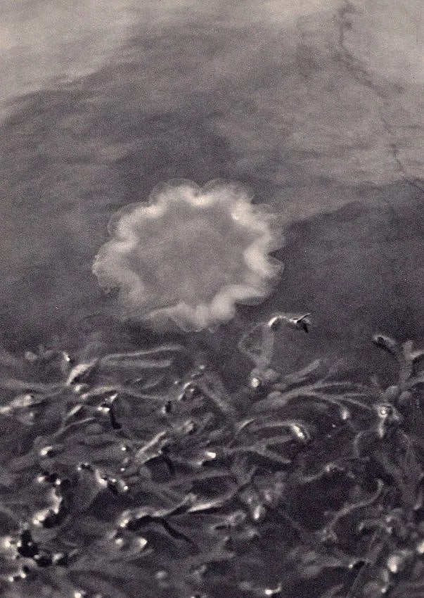 Karin Pellerin Print: Karin Pellerin Print. Jellyfish. Printed in 1932. 7.00 x 9.00 inches. Not hand-signed unless otherwise stated. Photomechanical Print. Lots that contain nudity have been partially obscured in the