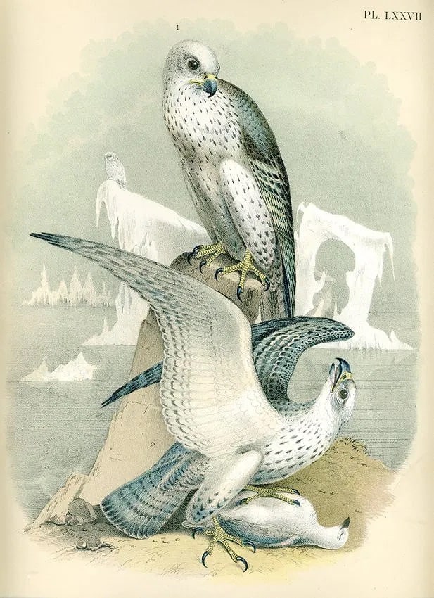Studer Print: Studer Print. Gyr Falcon-Chromolithograph. Printed in 1881. 12.00 x 14.00 inches. Not hand-signed unless otherwise stated. Photomechanical Print. Lots that contain nudity have been partially obscured
