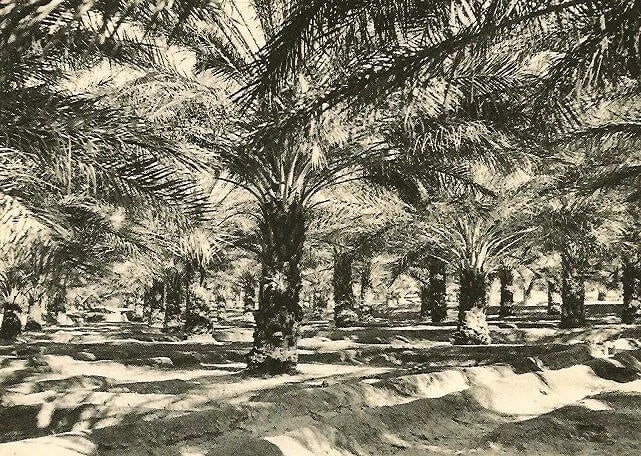 E. Stephens Print: E. Stephens Print. Palm grove in the oasis. Printed in 1951. 6.50 x 4.50 inches. Not hand-signed unless otherwise stated. Photomechanical Print. Lots that contain nudity have been partially obscured