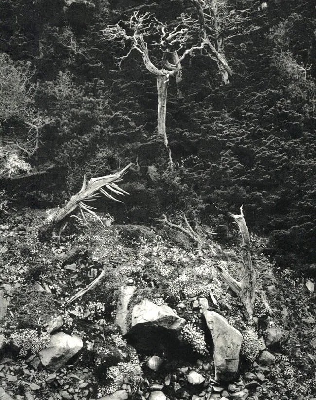 Edward Weston(American, 1911-1993) Print: Edward Weston(American, 1911-1993) Print. Point Lobos, CA. Printed in 1960. 9.00 x 12.00 inches. Not hand-signed unless otherwise stated. Photomechanical Print. Lots that contain nudity have been