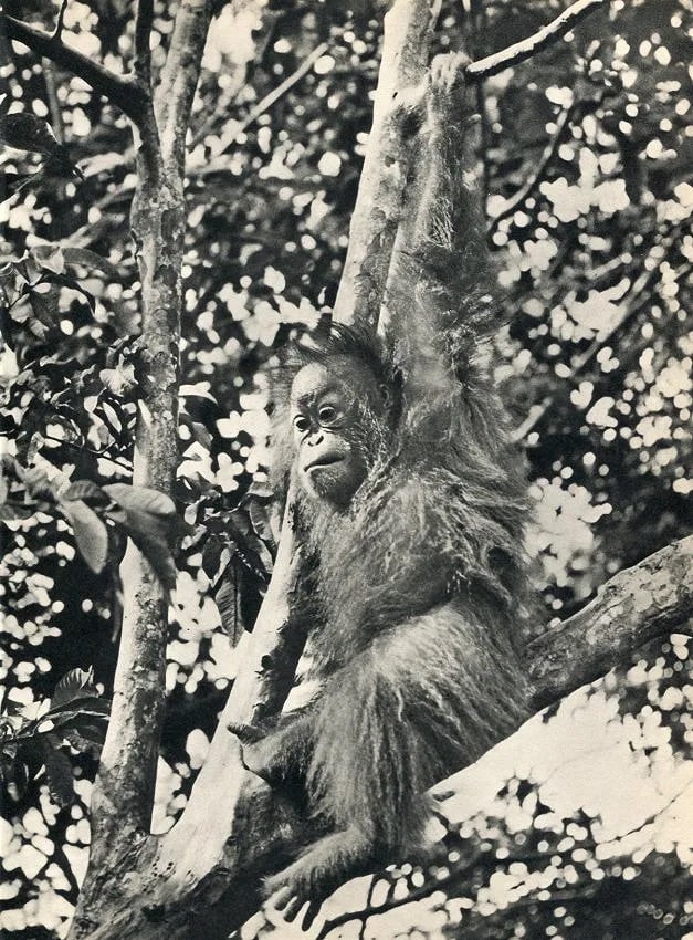 K. F. Wong Print: K. F. Wong Print. Orangutan in Sarawak Jungle, Borneo. Printed in 1960. 8.00 x 11.00 inches. Not hand-signed unless otherwise stated. Photomechanical Print. Lots that contain nudity have been