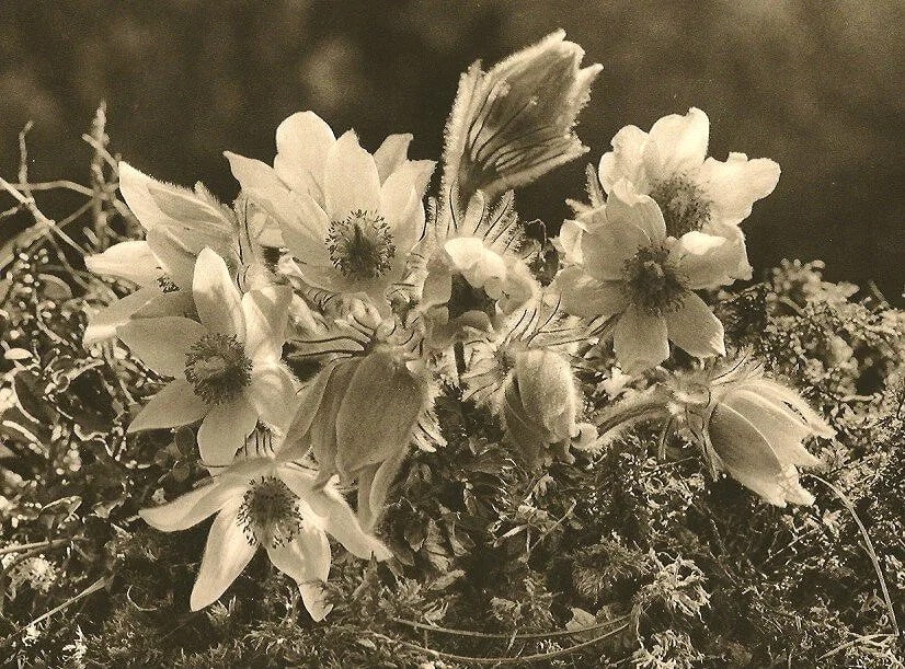 Jean Gaberell (Swiss, 1887-1949) Print: Jean Gaberell (Swiss, 1887-1949) Print. Anemones. Printed in 1927. 8.25 x 6.00 inches. Not hand-signed unless otherwise stated. Photomechanical Print. Lots that contain nudity have been partially obsc