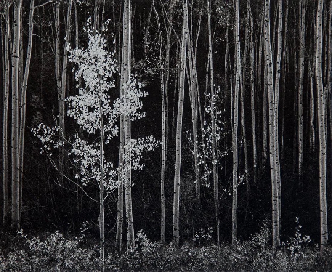Ansel Adams (American, 1902-1984) Print: Ansel Adams (American, 1902-1984) Print. Aspens, New Mexico. Printed in 1976, Great Britain. 7.00 x 5.75 inches. Photogravure. Not hand-signed unless otherwise stated. Photomechanical Print. Lots that