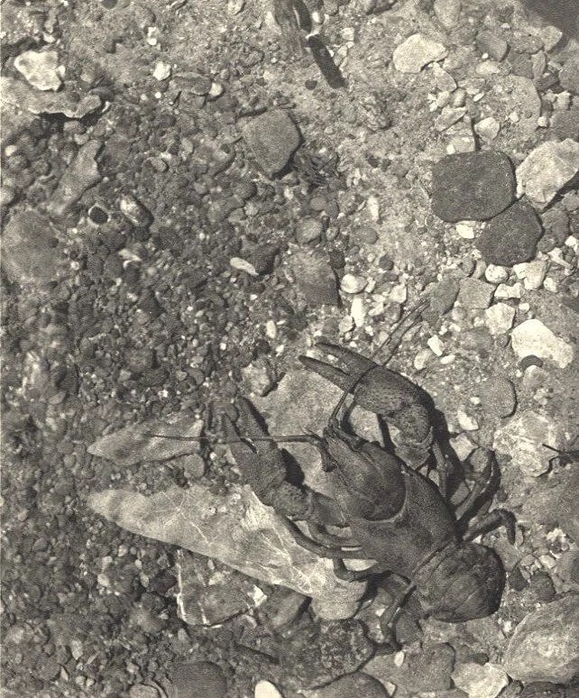 V. Hanus Print: V. Hanus Print. Lobster. Printed in 1931. 6.50 x 7.75 inches. Not hand-signed unless otherwise stated. Photomechanical Print. Lots that contain nudity have been partially obscured in the listing; unbl