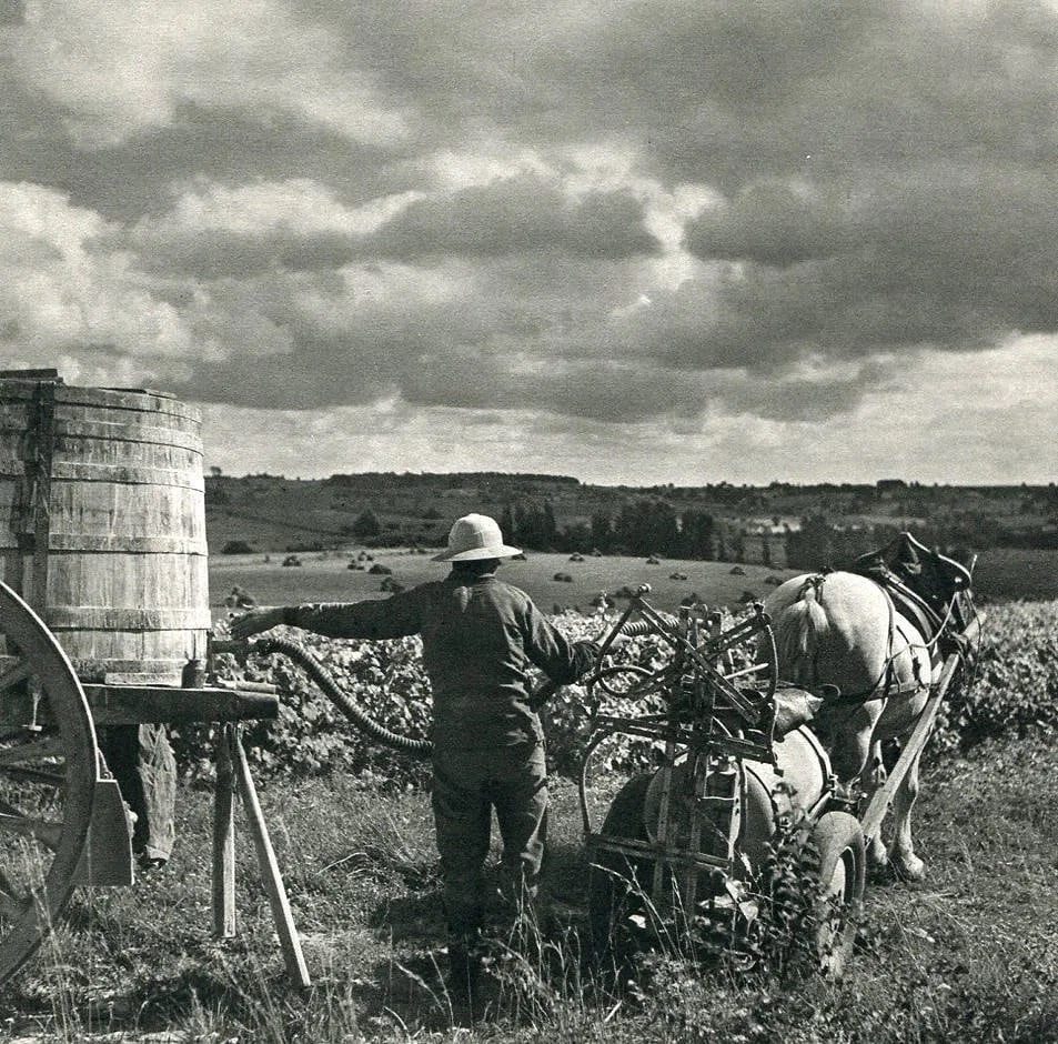 Roger Schall (French, 1904-1995) Print: Roger Schall (French, 1904-1995) Print. Sulphating the Vines. Printed in 1950. 7 x 6.5 inches. Not hand-signed unless otherwise stated. Photomechanical Print. Lots that contain nudity have been partia