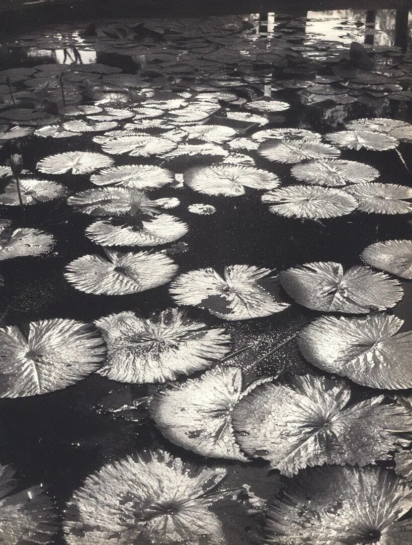 Pierre Verger (French, 1902-1996) Print: Pierre Verger (French, 1902-1996) Print. Lily Pads. Printed in 1955.8.00 x 10.75 inches. Not hand-signed unless otherwise stated. Photomechanical Print. Lots that contain nudity have been partially ob
