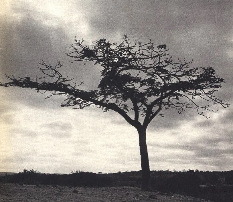 Pierre Verger (French, 1902-1996) Print: Pierre Verger (French, 1902-1996) Print. Lone Tree. Canudos. Printed in 1955. 8.00 x 7.00 inches. Not hand-signed unless otherwise stated. Photomechanical Print. Lots that contain nudity have been par