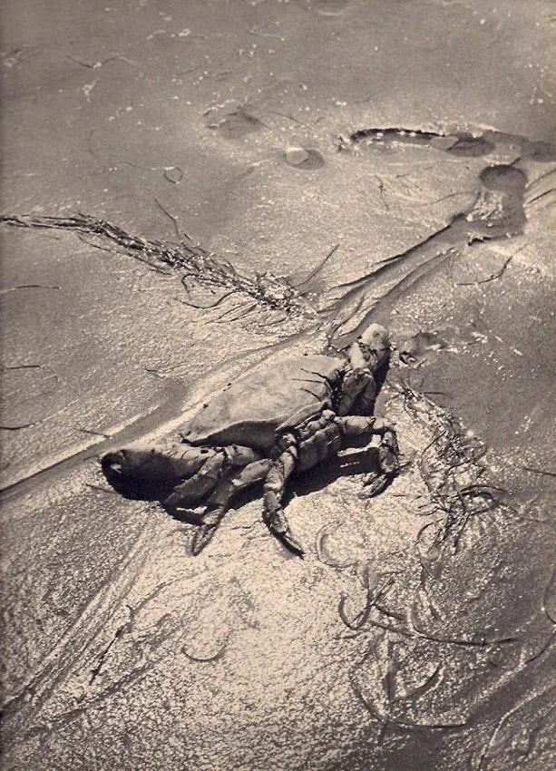 Jacques Eric Livet Print: Jacques Eric Livet Print. Crabe sur le sable. Printed in 1937. 9.00 x 11.00 inches. Not hand-signed unless otherwise stated. Photomechanical Print. Lots that contain nudity have been partially