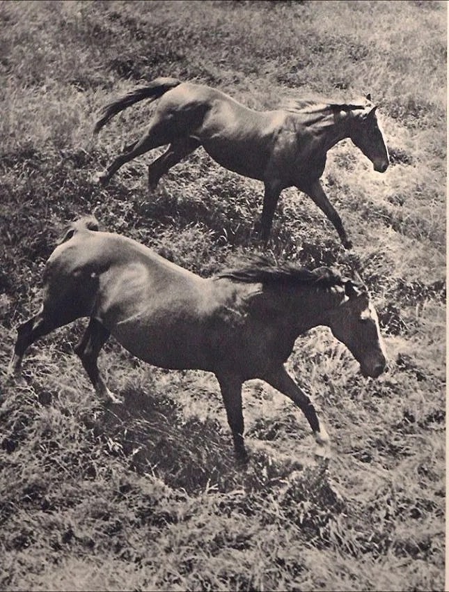 Hein Gorny (German, 1904-1967) Print: Hein Gorny (German, 1904-1967) Print. Chevaux. Printed in 1937. 7.50 x 9.00 inches. Not hand-signed unless otherwise stated. Photomechanical Print. Lots that contain nudity have been partially