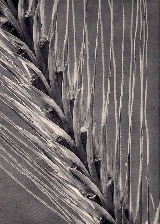 H. Heidersberger (German, 1906-2006) Print (1 of 1)