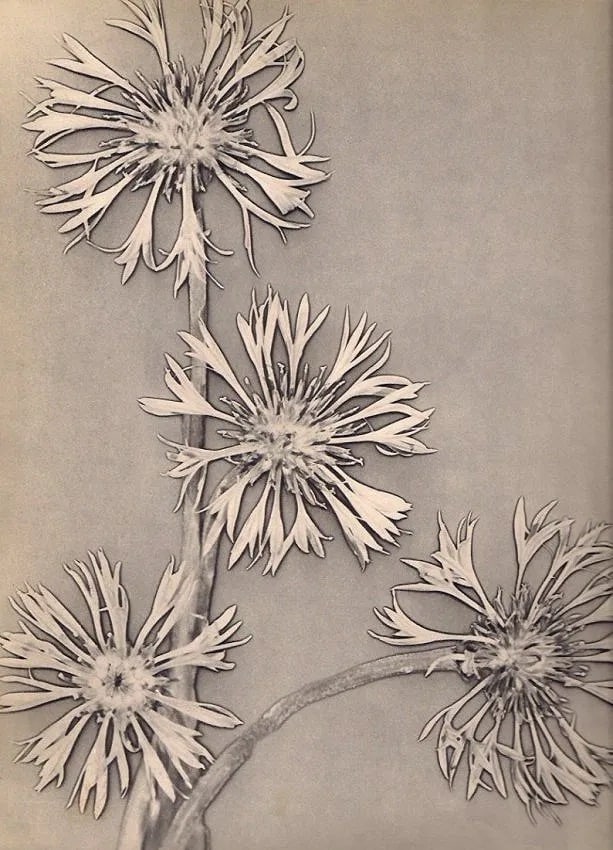 Charles Hurault Print: Charles Hurault Print. Bleuets-Solarisation. Printed in 1935. 9.00 x 11.00 inches. Not hand-signed unless otherwise stated. Photomechanical Print. Lots that contain nudity have been partially