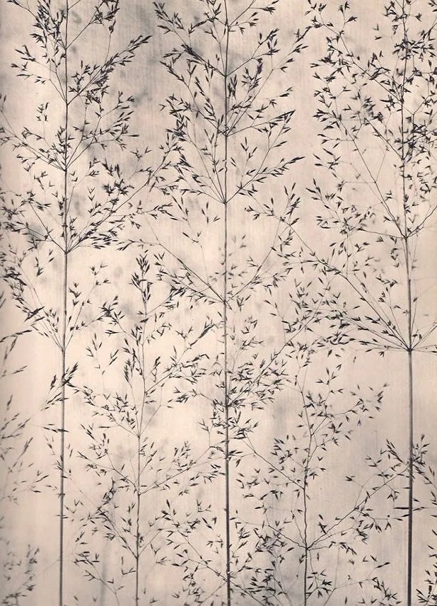 Dieter Keller Print: Dieter Keller Print. Semis de Fleurs. Printed in 1940. 9.00 x 11.00 inches. Not hand-signed unless otherwise stated. Photomechanical Print. Lots that contain nudity have been partially obscured in