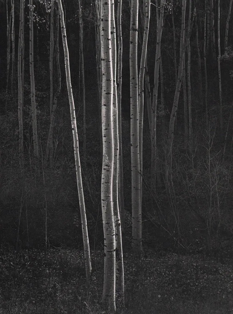 Ansel Adams (American, 1902-1984) Print: Ansel Adams (American, 1902-1984) Print. Aspens, New Mexico, "1958". Printed in 1963, USA. Photogravure and Color Co. 9.00 x 12.00 inches. Not hand-signed unless otherwise stated. Photomechanical