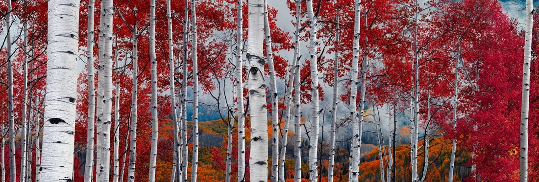 Peter Lik (Australian, b. 1959) Photograph (1 of 1)