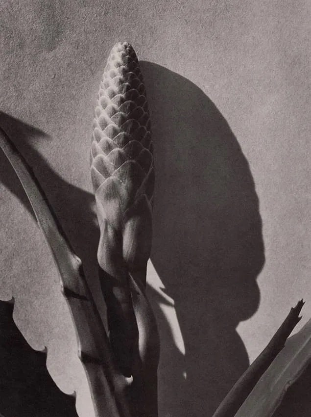 Imogen Cunningham (American, 1883-1976) Print (1 of 1)