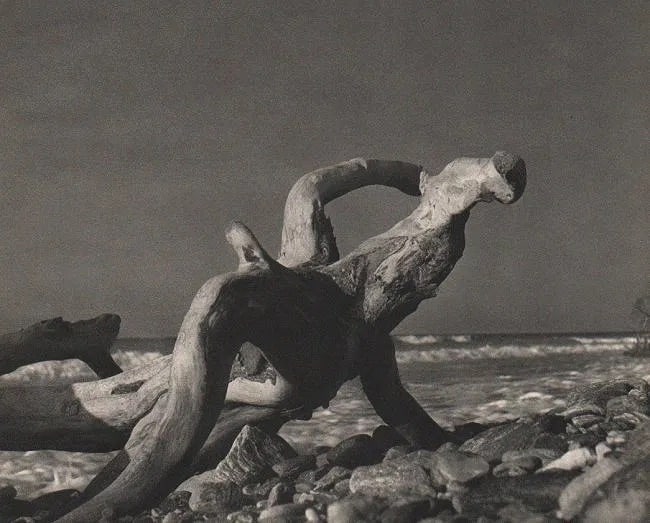 Fina Gomez Revenga (German, 1906-1989) Print: Fina Gomez Revenga (German, 1906-1989) Print. Driftwood. Printed in 1954. 11.00 x 9.00 inches. Not hand-signed unless otherwise stated. Photomechanical Print. Lots that contain nudity have been