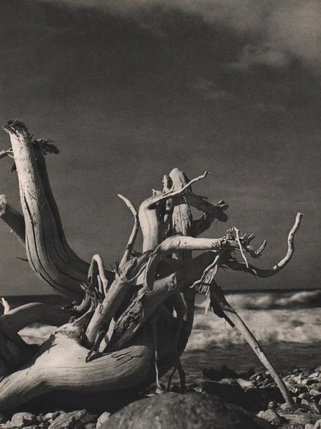 Fina Gomez Revenga (German, 1906-1989) Print: Fina Gomez Revenga (German, 1906-1989) Print. Driftwood. Printed in 1954. 11.00 x 14.50 inches. Not hand-signed unless otherwise stated. Photomechanical Print. Lots that contain nudity have been