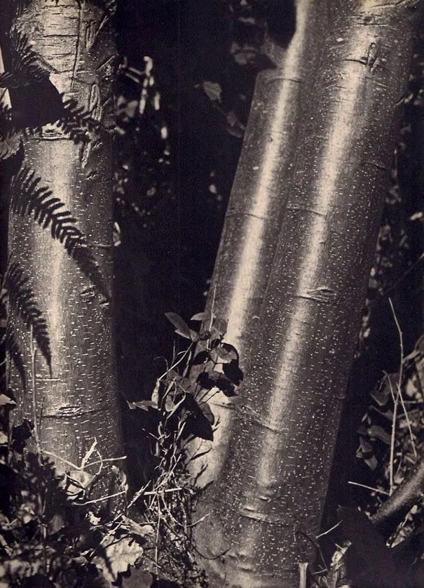 Roger Sougez Print: Roger Sougez Print. Trembles et Fougeres. Printed in 1937. 9.00 x 11.00 inches. Not hand-signed unless otherwise stated. Photomechanical Print. Lots that contain nudity have been partially obscured