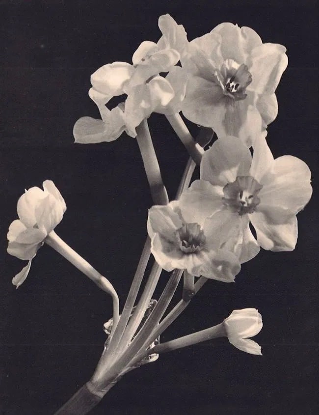 Willem Van de Poll (Dutch, 1895-1970) Print: Willem Van de Poll (Dutch, 1895-1970) Print. Fleurs de Cerisier Japonais. Printed in 1937. 9.00 x 11.00 inches. Not hand-signed unless otherwise stated. Photomechanical Print. Lots that contain nudity