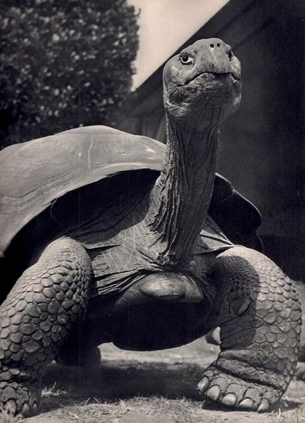 Ylla (Hungarian, 1911-1955) Print. (1 of 1)