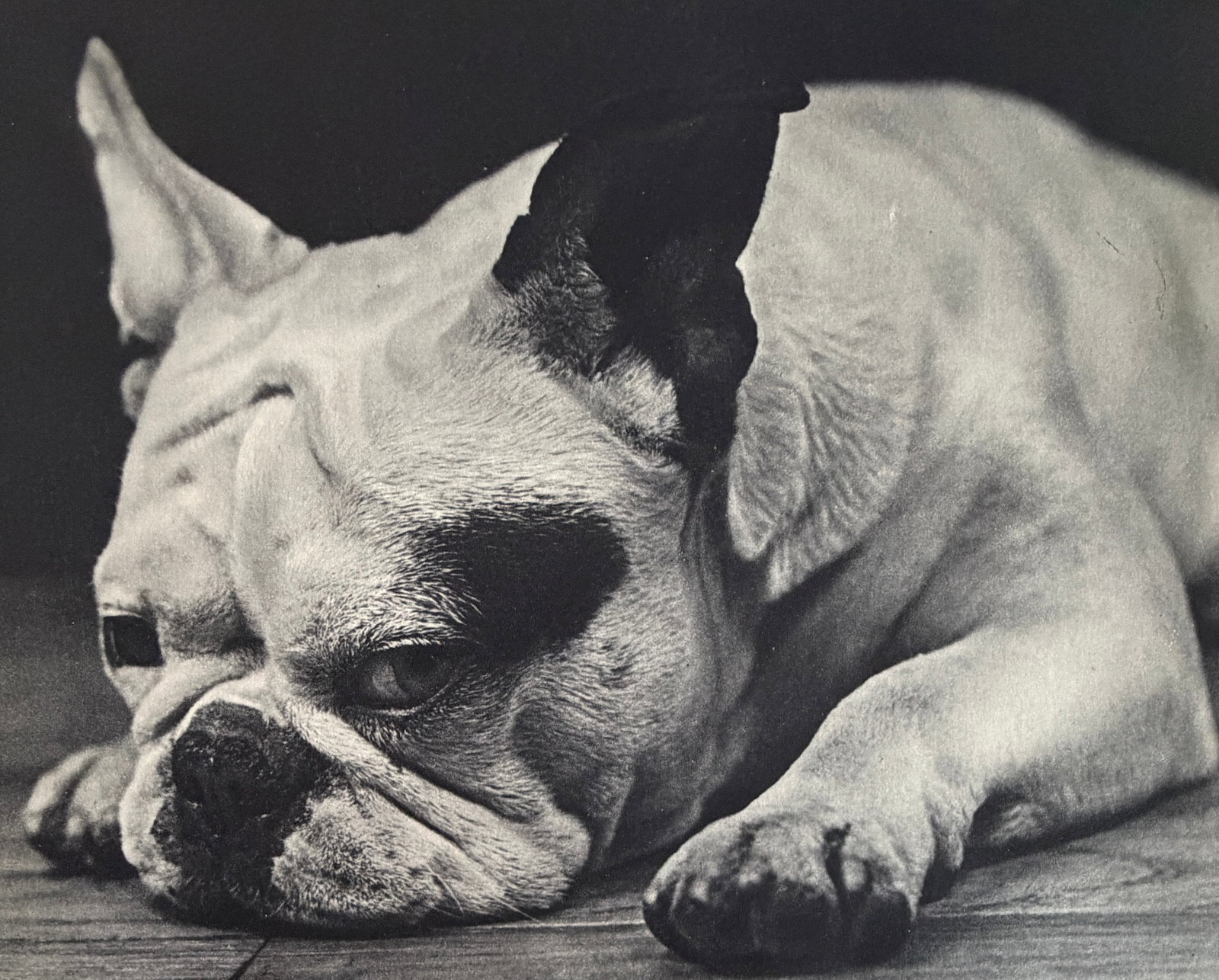 Ylla (Hungarian,1911-1955) Print: Ylla (Hungarian,1911-1955) Print. Chien. Printed in France, 1939. 8.75 x 7.00 inches. Not hand-signed unless otherwise stated. Photomechanical Print. Lots that contain nudity have been partially