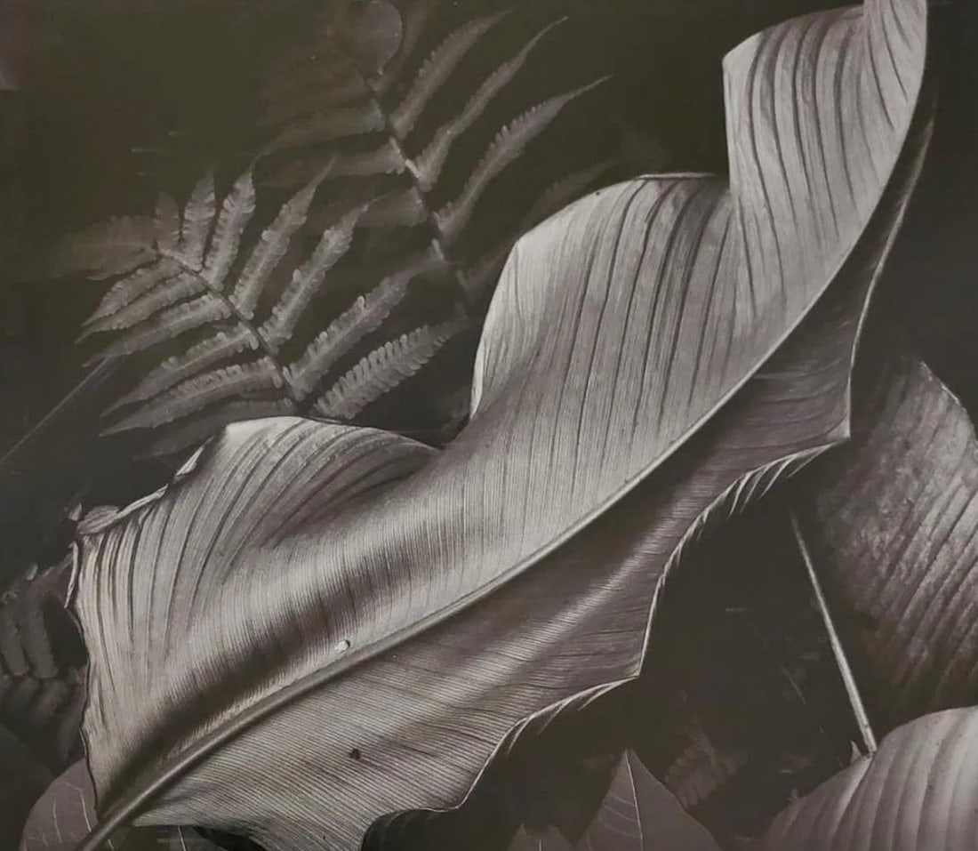 Brett Weston (American, 1911-1993) Print (1 of 1)