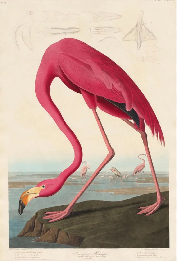 After Robert Havell (British, 1793-1878) Print (1 of 3)