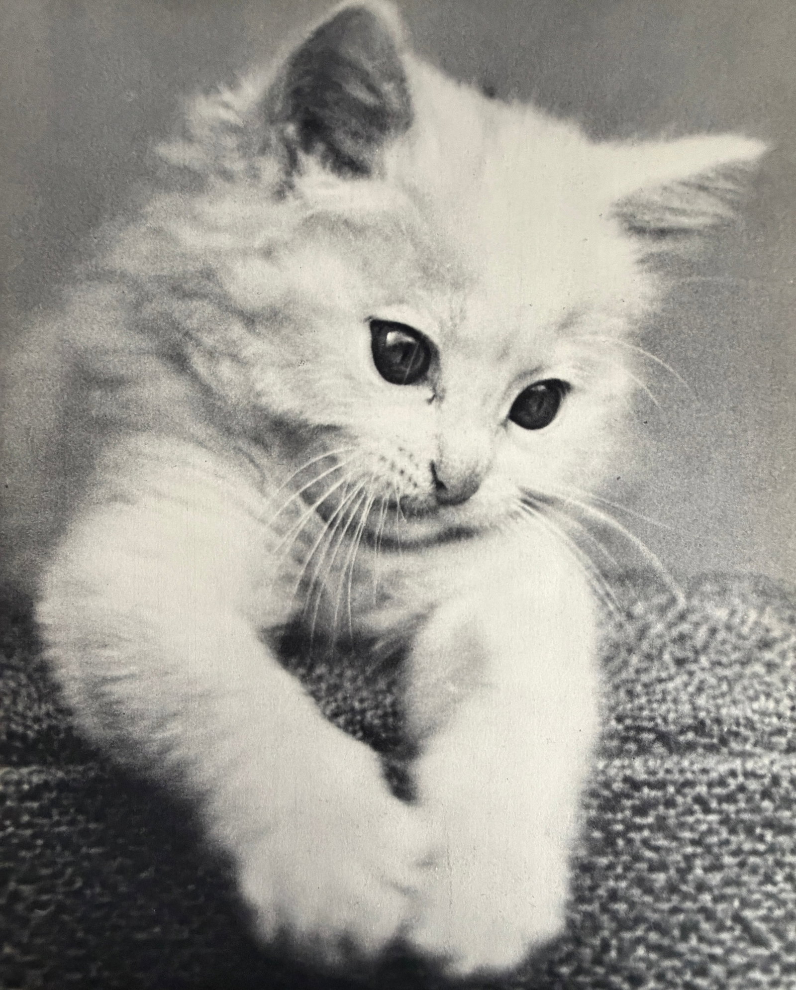 Rene Adelys (French) Print: Rene Adelys (French) Print. Boulogne-sur-Seine. Chat. 10.25 x 8.00 inches. Printed in 1939, France. Not hand-signed unless otherwise stated. Photomechanical Print. Lots that contain nudity have been